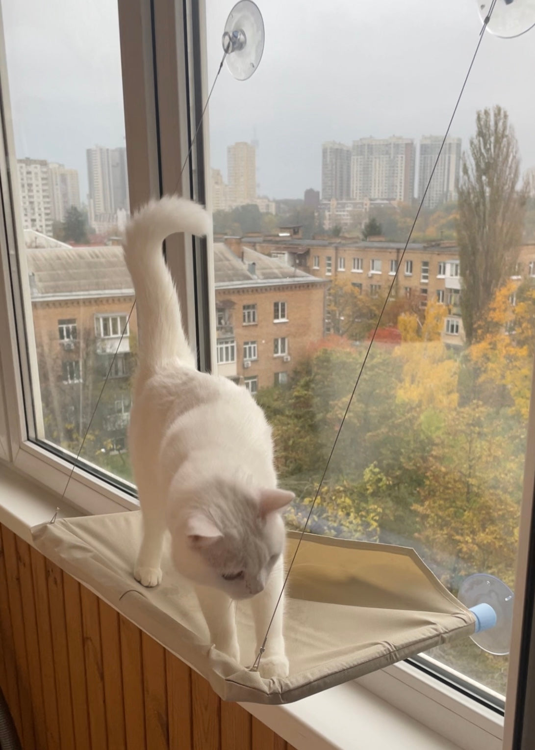 Stella™ Cat Window Hammock